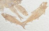 Large Diplomystus & Knightia Fossil Fish Plate #10043-3